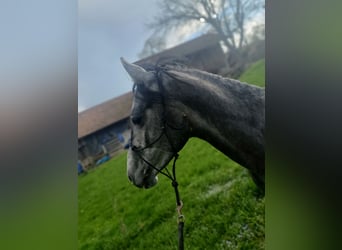Hungarian Sport Horse, Gelding, 6 years, 14.2 hh, Grey-Dapple
