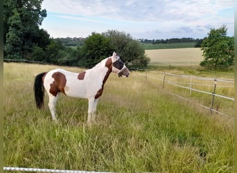Hungarian Sport Horse, Gelding, 6 years, 14.2 hh, Pinto