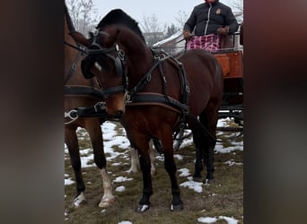 Hungarian Sport Horse, Gelding, 6 years, 14.3 hh, Bay