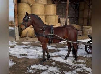 Hungarian Sport Horse, Gelding, 6 years, 14.3 hh, Bay