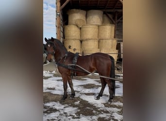 Hungarian Sport Horse, Gelding, 6 years, 14.3 hh, Bay
