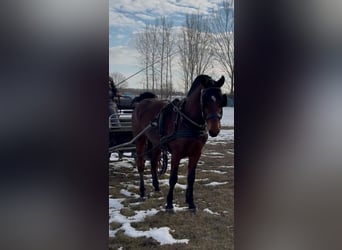 Hungarian Sport Horse, Gelding, 6 years, 14.3 hh, Bay