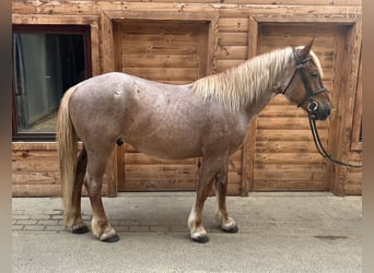 Hungarian Sport Horse Mix, Gelding, 6 years, 14.3 hh, Chestnut-Red