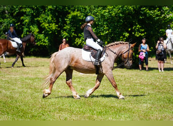 Hungarian Sport Horse Mix, Gelding, 6 years, 14.3 hh, Gray-Red-Tan