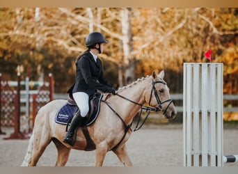 Hungarian Sport Horse Mix, Gelding, 6 years, 14 hh, Palomino