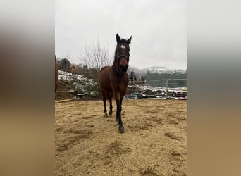 Hungarian Sport Horse, Gelding, 6 years, 15.2 hh, Brown