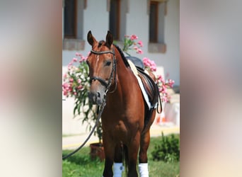 Hungarian Sport Horse, Gelding, 6 years, 15.2 hh, Brown