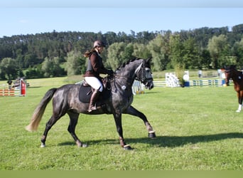 Hungarian Sport Horse, Gelding, 6 years, 15,2 hh, Gray