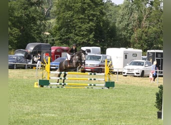 Hungarian Sport Horse, Gelding, 6 years, 15,2 hh, Gray