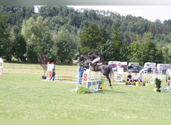 Hungarian Sport Horse, Gelding, 6 years, 15,2 hh, Gray