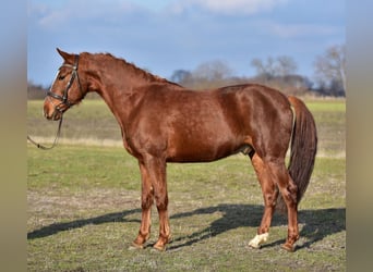 Hungarian Sport Horse, Gelding, 6 years, 15,2 hh, Chestnut-Red