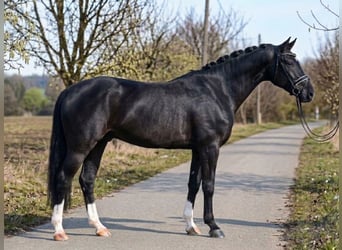 Hungarian Sport Horse, Gelding, 6 years, 16.1 hh, Black