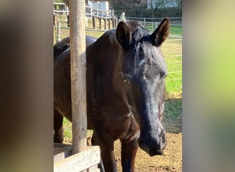 Hungarian Sport Horse, Gelding, 6 years, 16.1 hh, Black