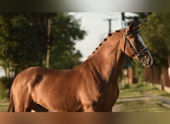 Hungarian Sport Horse, Gelding, 6 years, 16,1 hh, Chestnut-Red