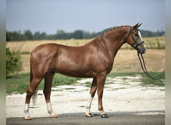 Hungarian Sport Horse, Gelding, 6 years, 16,1 hh, Chestnut-Red