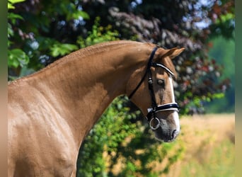 Hungarian Sport Horse, Gelding, 6 years, 16.1 hh, Chestnut-Red
