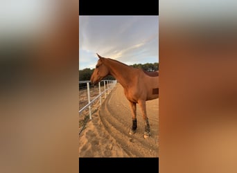 Hungarian Sport Horse, Gelding, 6 years, 16.1 hh, Chestnut-Red