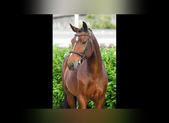 Hungarian Sport Horse, Gelding, 6 years, 16,2 hh, Bay-Dark