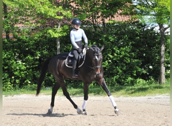 Hungarian Sport Horse, Gelding, 6 years, 16.3 hh, Bay-Dark