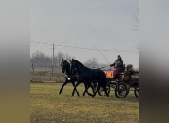 Hungarian Sport Horse, Gelding, 6 years, 16 hh, Bay-Dark
