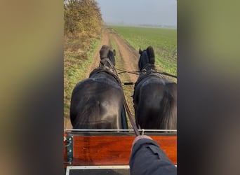 Hungarian Sport Horse, Gelding, 6 years, 16 hh, Bay-Dark