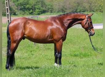 Hungarian Sport Horse, Gelding, 6 years, 16 hh, Bay