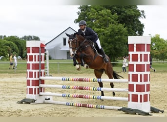 Hungarian Sport Horse, Gelding, 6 years, 16 hh, Bay