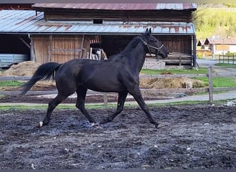 Hungarian Sport Horse, Gelding, 6 years, 16 hh, Black