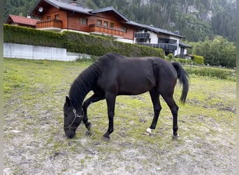 Hungarian Sport Horse, Gelding, 6 years, 16 hh, Black