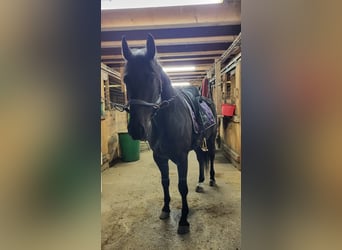 Hungarian Sport Horse, Gelding, 6 years, 16 hh, Black