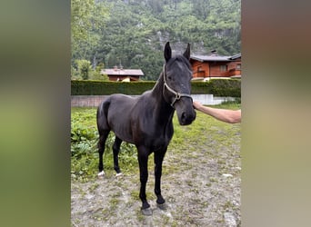 Hungarian Sport Horse, Gelding, 6 years, 16 hh, Black