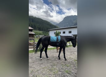 Hungarian Sport Horse, Gelding, 6 years, 16 hh, Black