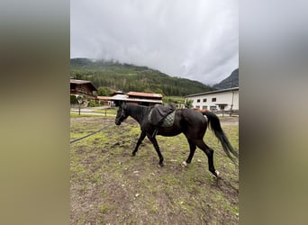 Hungarian Sport Horse, Gelding, 6 years, 16 hh, Black