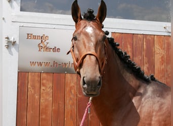 Hungarian Sport Horse, Gelding, 6 years, 16 hh