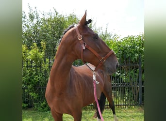 Hungarian Sport Horse, Gelding, 6 years, 16 hh