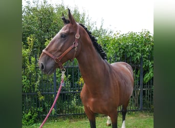Hungarian Sport Horse, Gelding, 6 years, 16 hh