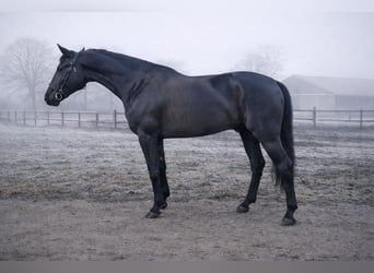 Hungarian Sport Horse, Gelding, 6 years, 16,1 hh, Black