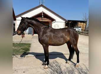 Hungarian Sport Horse, Gelding, 6 years, 16,2 hh, Bay