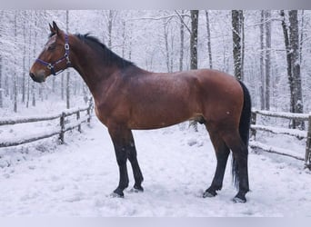 Hungarian Sport Horse, Gelding, 6 years, 17 hh, Brown
