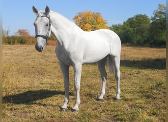 Hungarian Sport Horse, Gelding, 6 years, 17 hh, Grey