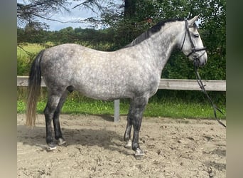 Hungarian Sport Horse, Gelding, 7 years, 13.3 hh, Grey