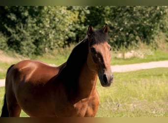 Hungarian Sport Horse Mix, Gelding, 7 years, 14.2 hh, Brown