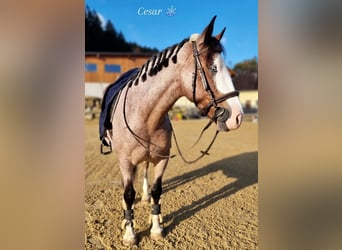 Hungarian Sport Horse, Gelding, 7 years, 14.2 hh, Grey-Red-Tan