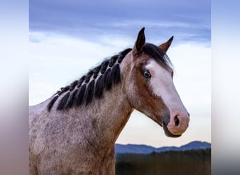 Hungarian Sport Horse, Gelding, 7 years, 14.2 hh, Grey-Red-Tan