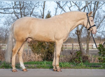 Hungarian Sport Horse, Gelding, 7 years, 14,2 hh