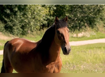 Hungarian Sport Horse, Gelding, 7 years, 14.3 hh, Brown