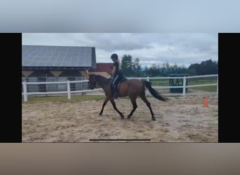 Hungarian Sport Horse, Gelding, 7 years, 15,2 hh, Brown