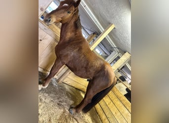 Hungarian Sport Horse, Gelding, 7 years, 15.2 hh, Chestnut-Red