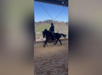 Hungarian Sport Horse, Gelding, 7 years, 15,3 hh, Bay-Dark