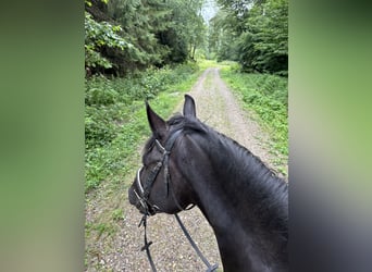 Hungarian Sport Horse Mix, Gelding, 7 years, 15,1 hh, Black